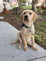 Puppy Kindergarten Classes