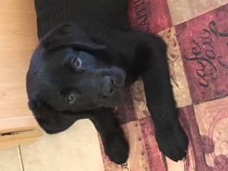 Puppy Kindergarten Classes